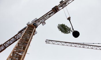 De eerste boom op Wonderwoods, 24 april 2023 - ©Milan Hofmans.jpg